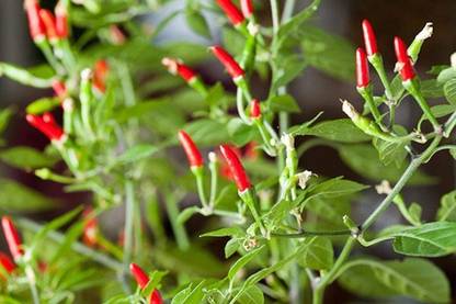 Qualtivate XXX-3A Thai Chilli Hot Pepper Seed