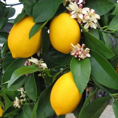 KNESSiN Seeds Yellow Lemon Tree Seed