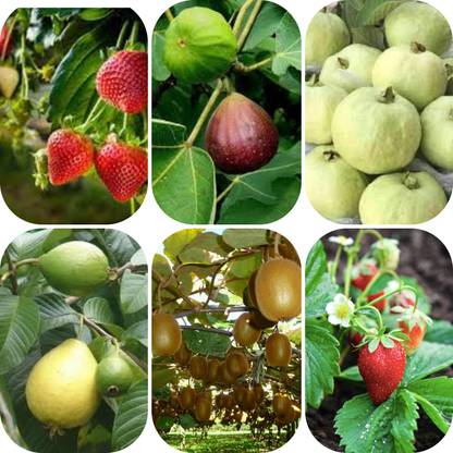 seedx Hybrid Kiwi, Strawberry, Guava, Anjeer, Combo Pack Seeds, Mega Combo Pack Seed