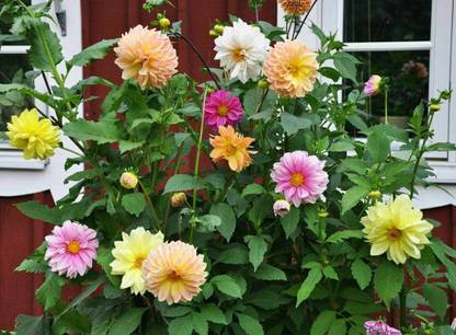 VibeX GUA-49 - Mix Color Rare Dahlia - (180 Seeds) Seed