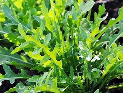 WILLVINE XL-14 Arugula Wild Rocket Seeds Seed