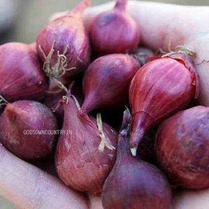 WILLVINE PUAS -X Red small Onion - purple onions, bulb onion [25g] Seed