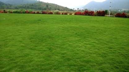 BDSresolve Lawn grass seeds for cold region PACK OF 41500 Seed
