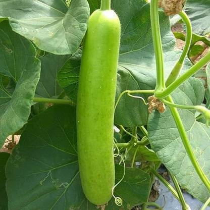 Aywal Bottle Gourd Dudhi Sorakaya Lauki Calabash Seed