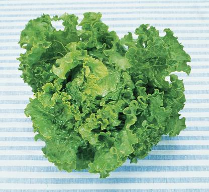 CYBEXIS NBIR-25 - Green Ice Lettuce - (150 Seeds) Seed