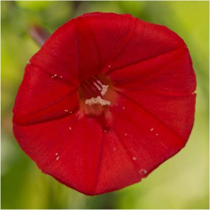 Biosnyg QIQ-64 Cardinal Climber Vine (Ipomea Quamoclit)-[200 Seeds] Seed