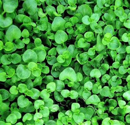 VibeX ® XLR-427 Corsican Mint Mentha Requienii Seed