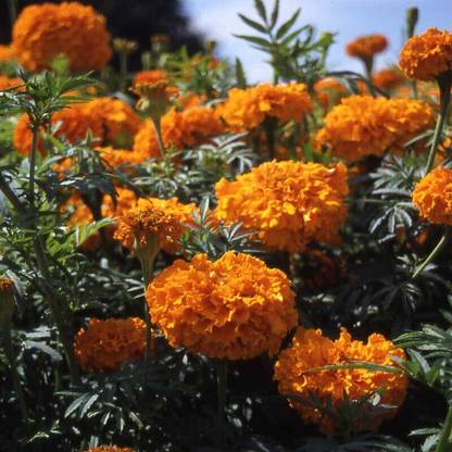 Arshiayat Marigold Flower Seed