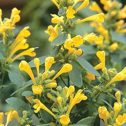 VibeX ® XXL-136 Arizona Sun Hummingbird Mint Seed