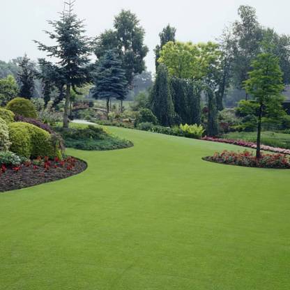 BDSresolve Australian grass seed for lawn PACK OF 3080 Seed