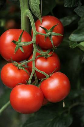 ReBuy tomato Seed