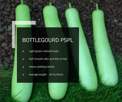 CYBEXIS BOTTLEGOURD PSPL SEEDS(120 Seeds) Seed