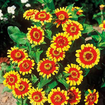 Royal Paradise Garden Hybrid Zinnia " Sombrero " Exotic 30 Seed