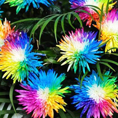 CYBEXIS HUA-99 - Hybrid Rainbow Chrysanthemum - (270 Seeds) Seed