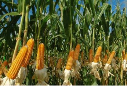 HYBRID 250G hybrid maize corn makka seeds Highest yield variety early fruiting Seed