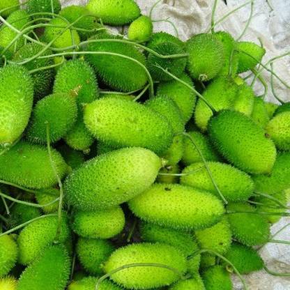 SREE Spiny Gourd Seed, Organic Kantola, Kakrol Hybird Seed
