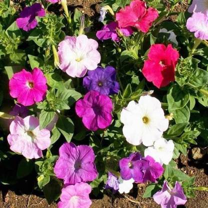 zip up ziiper plants petunia nc mix Seed