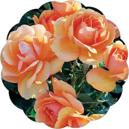 Qualtivate PUA-2A South Africa Rose Golden Apricot Seed