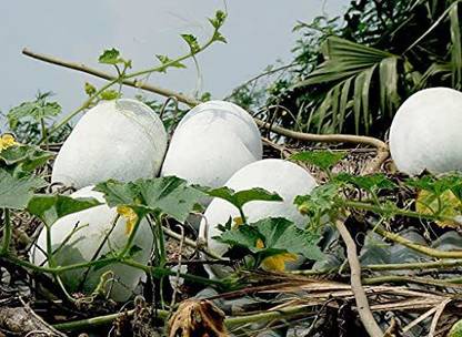 Aywal Ash Gourd (Mithai Petha) Vegetable Seed