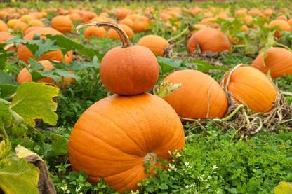 abiswas Sweet Pumpkin Seeds For Planting Seed Seed