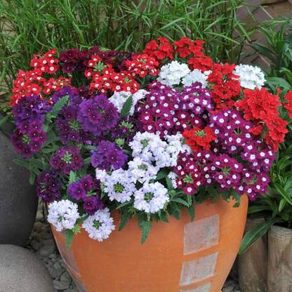 BDSresolve verbena bonariensis seeds Pack of 27 Seed