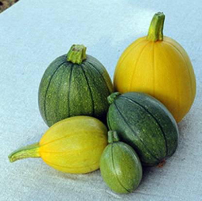 VibeX ® VLR-546 Squash Summer Tatume Seed