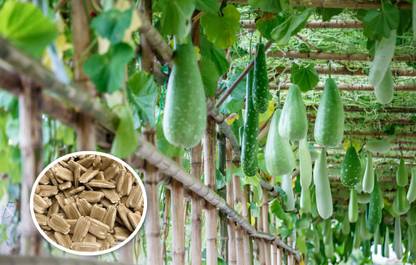 the green dotcom Bottle Gourd Loki Vegetable Seed
