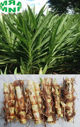 MN FARM smart napier,cow/goat/sheep grass seeds (50 per packed) Seed