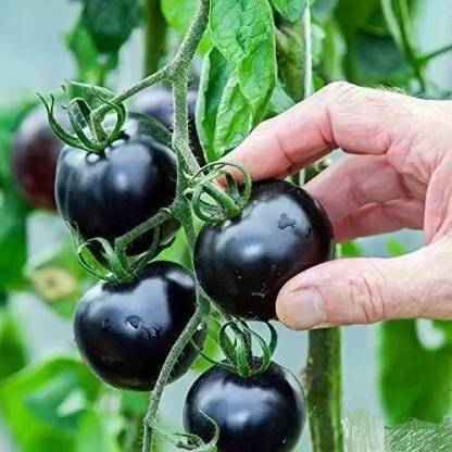 DHENU PRASAD 2853 F1 Hybrid Round Black Tomato Seed