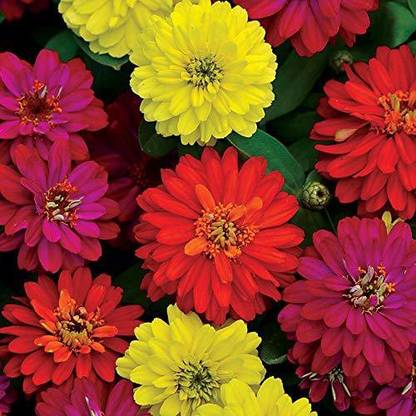 VibeX PAU-79 - ZINNIA ZAHARA MIXED FLOWER - (90 Seeds) Seed