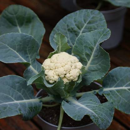 CYBEXIS GBPUT-95 - Desi Cauliflower Super Snowball - (150 Seeds) Seed