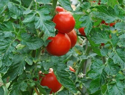 ibains Rainy season tomato seeds Seed