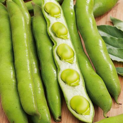 WANCY Green Broad Bean Seed