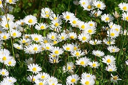 VibeX XL-12 - Common Daisy Flower - (60 Seeds) Seed