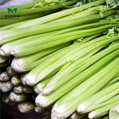 CYBEXIS Celery Seeds high-Yield Disease-Resistant 1400 Seeds Seed