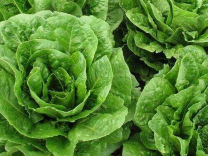 GROWFOR Batavia Lettuce Seed