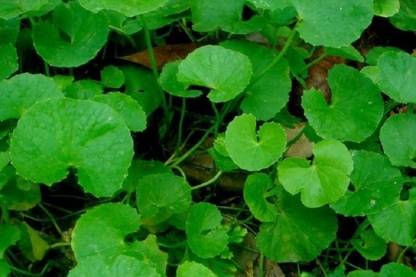 Dbbrothers Centella asiatica/Gotu kola/Thankuni bulbs for plant Seed