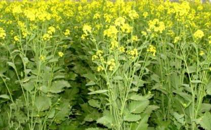 HYBRID 1kg Hybrid mustard seeds highest yield Verity moti-46 Seed