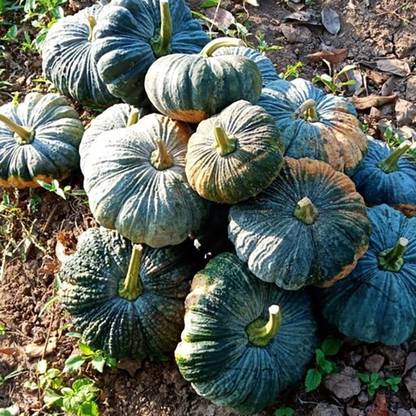 Farmonix Chinese Pumpkin Seed