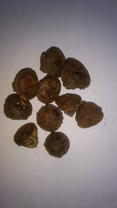 Urancia Safeda kashgari Nilgiri Eucalyptus Globulus Eucalyptus Fruit 100gm Seed