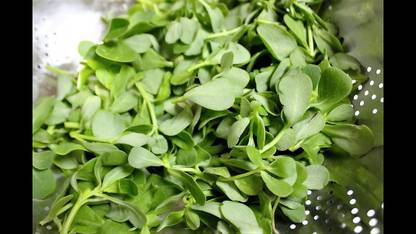 XOLDA Kulfa Seed Price in India - Buy XOLDA Kulfa Seed online at ...