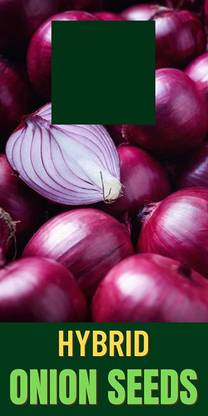 WILLVINE XLR-1077 ONION/KAANDHA/PYAAZ SEEDS Seed