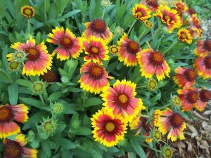 Biosnyg GAILARDIA [100 Seeds] Seed