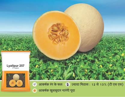 CYBEXIS NBIR-93 - Lyallpur 257 F1 Hybrid Muskmelon - (150 Seeds) Seed