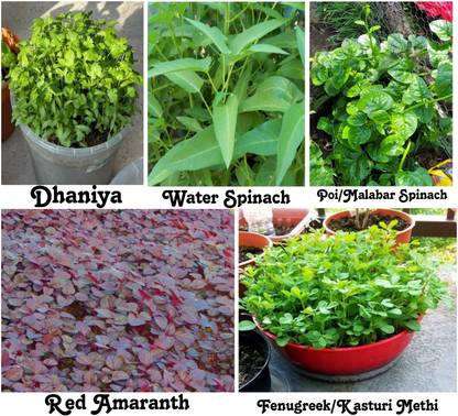 Supreme 5 Leafy Vegetable Seeds For Home Gardening Seed