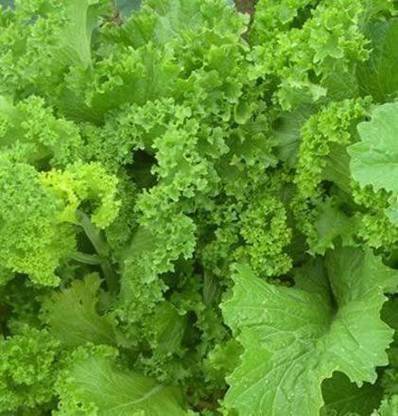 CYBEXIS VXI-70 - Southern Giant Curled Mustard - (250 Seeds) Seed