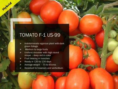 VibeX TOMATO F-1 PUAS-99 SEEDS(250 Seeds) Seed