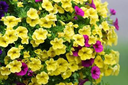 WHADE Yellow Petunia Flower Seed