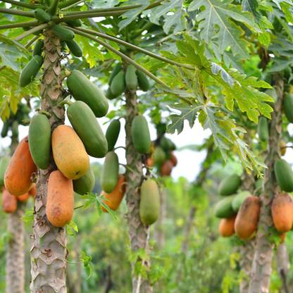 SREE Hybrid Papaya 100%pure pepe Seed