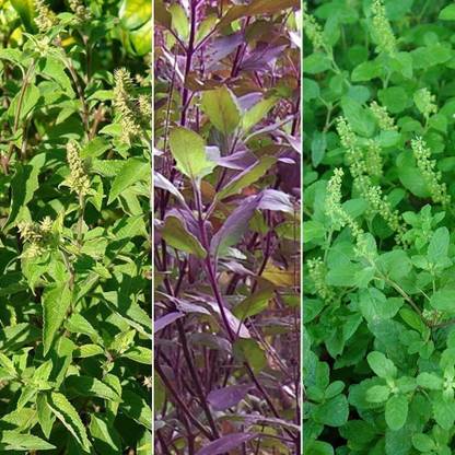 KNESSiN 3 Varieties of Holy Basil - Vana, Rama, Krishna[400 Seeds] Seed